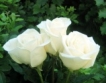 България се пренасочва към бялата роза
