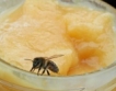 50% спад на пчелния мед   