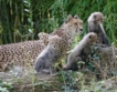 Гепарди-тризнаци във Виенския зоопарк