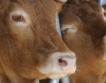 България на животновъдно изложение във Франция