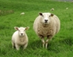 Средства за овце-майки 