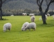 Стари рецепти спасяват порода овце