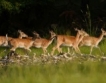 Родопите част от Rewilding Europe