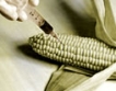 Барозу – работи в интерес на ГМО