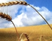 Зърнопроизводителиса против промените в Закона за ГМО  