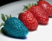 ГМ- ягоди, създадени от ген на риба