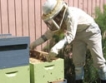 180 хил.лв. свободни за подпомагане на пчерали 