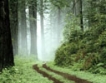 50 хиляди „за” запазване на горите България