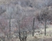 30 елени лопатари  на свобода в Източни Родопи