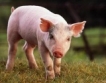 ЕК финансира складиране на свинско 
