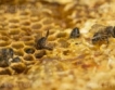 ЕК проверява пестициди, вредни за пчелите 