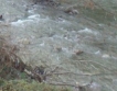 1,4 млн.лв. за почистване река Осъм