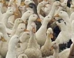 България:+10.5% ръст на броя на птиците