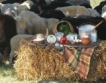 Terra Madre:Храни, готвачи, български традиции