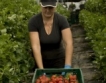 Испания търси 155 берачки на ягоди