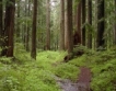 WWF с предложение за старите гори