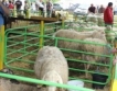 Френски овце на изложението в Сливен 2016