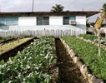 Кризата закрива 100 земеделски предприятия в Куба