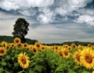Добрич: Рекордна сеитба на слънчоглед