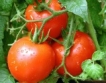 Изкупна цена за оранжерийни домати = 1,1 лв/кг 