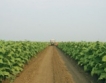 Очаква се 1373 тона реколта тютюн „Бърлей”