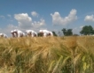 Очаква се +5 млн. тона реколта от пшеница