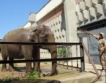 Софийски зоопарк: Хората ще хранят животни