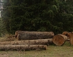 Дървената мафия  съсипва горите
