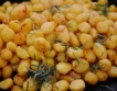 В Клисура 150 блюда от картофи 