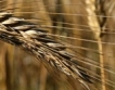 Добивът на пшеница с 6-год. дъно
