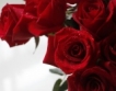 За първи път килим от рози в София