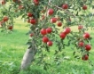 По-високи добиви от ябълки, фасул