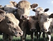 ЕС  се опитва да спаси животновъдството