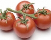 Внимание:домати с миниращ молец от Крит 