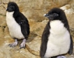 Бебета-пингвини в "Шьонбрун"
