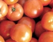 Унищожиха над три тона домати заради миниращия молец