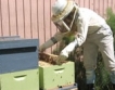  4,5 млн. лв. по de minimis за пчеларите
