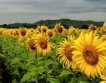 Област Добрич: 78% от слънчогледа прибран
