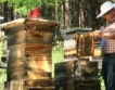 Украйна: Срив в изкупните цени на пчелния мед 