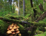 ЕС допуска внос на нелегална дървесина