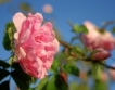 Маслодайната роза & борбата с вредителите