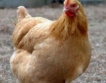 САЩ:Без клетъчно отглеждане на кокошки