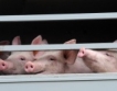 Китай забрани внос на свинско месо от Германия