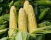 Китай одобри ГМО царевица