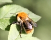 Виена настанява 2 млн. пчели край релсите