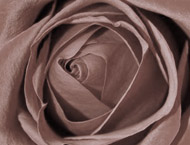 rose_detail1