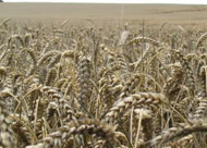 harvest_field1